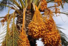 Buah Kurma Ternyata Dapat Sembuhkan Patah Hati