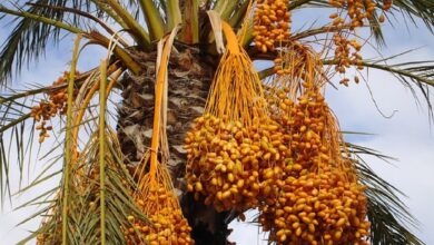 Buah Kurma Ternyata Dapat Sembuhkan Patah Hati