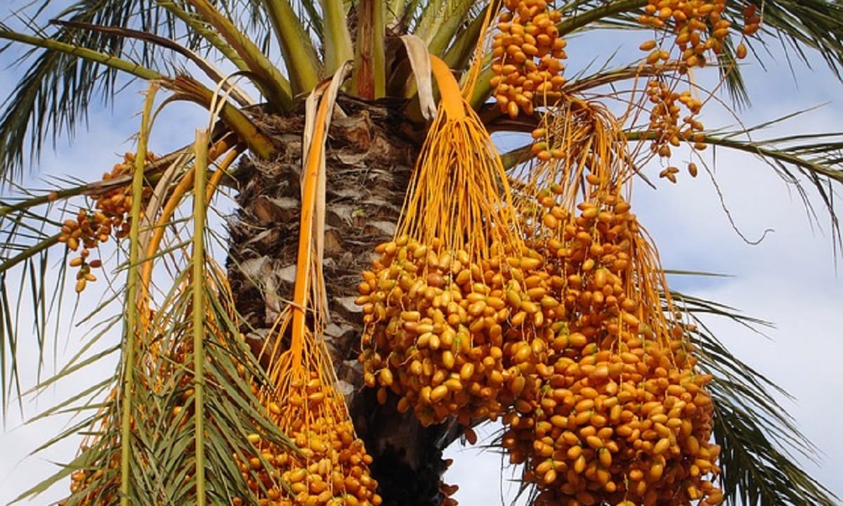 Buah Kurma Ternyata Dapat Sembuhkan Patah Hati