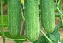 Cara Membuat Infused Water dari Timun