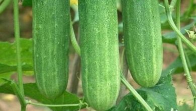 Cara Membuat Infused Water dari Timun