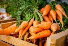 Cara Wortel Berkembang Biak