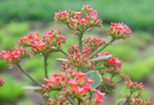 Cara Cocor Bebek Berkembang Biak