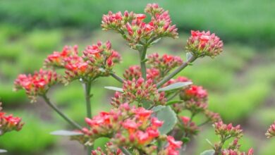 Cara Cocor Bebek Berkembang Biak