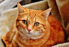 Cara Berkembang Biak Kucing