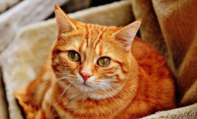 Cara Berkembang Biak Kucing
