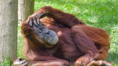 Contoh Fauna Indonesia Bagian Barat, Tengah, dan Timur