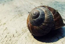 Manfaat Keong Sawah Bagi Manusia "Turunkan Kolesterol"
