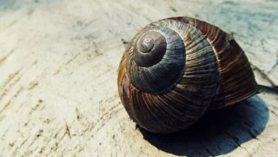 Manfaat Keong Sawah Bagi Manusia "Turunkan Kolesterol"