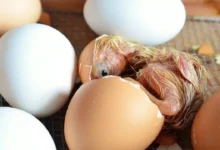 Penjelasan Ovipar, Vivipar, dan Ovovivipar