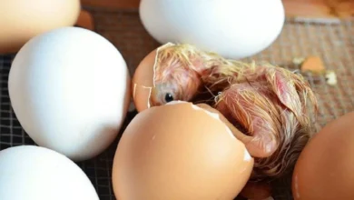 Penjelasan Ovipar, Vivipar, dan Ovovivipar