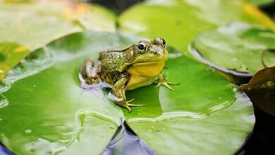 Cara Berkembang Biak Katak