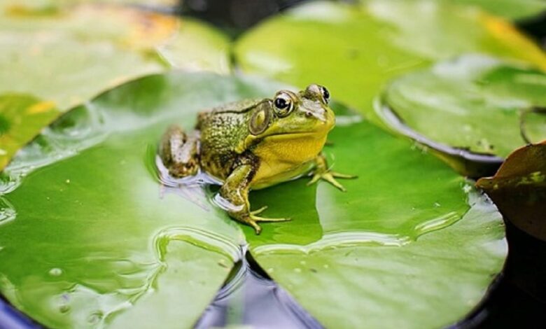 Cara Berkembang Biak Katak
