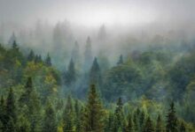 Cara Mengatasi Penebangan Liar Hutan