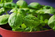 Pengertian Perkembangbiakan Vegetatif & Generatif Tumbuhan