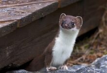 Mengenal Hewan Cerpelai, Si Predator Kecil yang Berbahaya