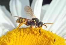 14 Hewan yang Membantu Penyerbukan Pada Tumbuhan