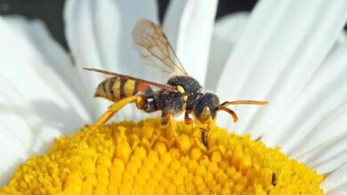 14 Hewan yang Membantu Penyerbukan Pada Tumbuhan
