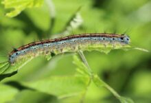 Cara Membasmi Ulat Pada Tanaman Tanpa Bahan Kimia