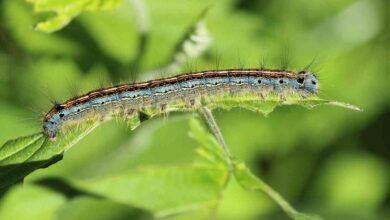 Cara Membasmi Ulat Pada Tanaman Tanpa Bahan Kimia