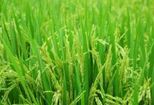 Ciri-Ciri Tumbuhan Berbiji Tertutup, Klasifikasi & Contohnya