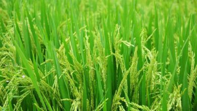 Ciri-Ciri Tumbuhan Berbiji Tertutup, Klasifikasi & Contohnya