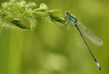 Penjelasan Daur Hidup Capung Si Serangga Purba