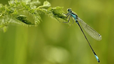 Penjelasan Daur Hidup Capung Si Serangga Purba