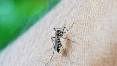 Simbiosis Parasitisme Pengertian, Contoh, dan Jenis
