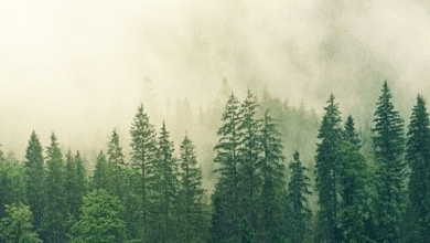 Hutan : Pengertian, Definisi, Jenis, dan Manfaat