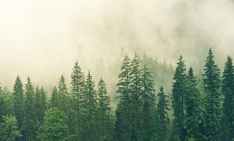 Hutan : Pengertian, Definisi, Jenis, dan Manfaat