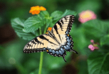 Metamorfosis Sempurna Pada Kupu-kupu, Penjelasan !