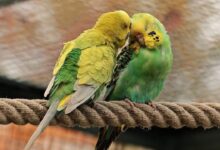 7 Hewan Paling Setia di Dunia, Patut Dicontoh Manusia!