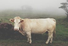 Syarat Sah Hewan Kurban yang Wajib Dipahami Muslim