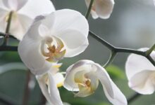 Pengertian, Ciri, Jenis Hingga Contoh Tumbuhan Monokotil