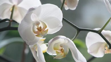 Pengertian, Ciri, Jenis Hingga Contoh Tumbuhan Monokotil