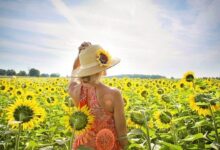 Pengertian, Ciri, Jenis Hingga Contoh Tumbuhan Dikotil