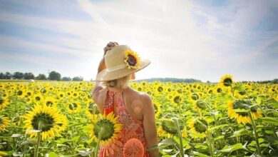 Pengertian, Ciri, Jenis Hingga Contoh Tumbuhan Dikotil