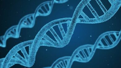 Pengertian Gen, Komponen, Fungsi, Sifat, dan Interaksi