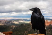 Pengertian Adaptasi Morfologi Beserta Jenis dan Contohnya