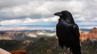 Pengertian Adaptasi Morfologi Beserta Jenis dan Contohnya