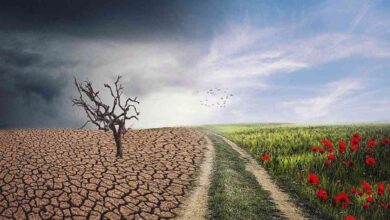 5 Manfaat Tumbuhan Bagi Manusia dan Hewan di Bumi