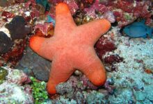 Berikut Penjelasan Cara Berkembang Biak Bintang Laut