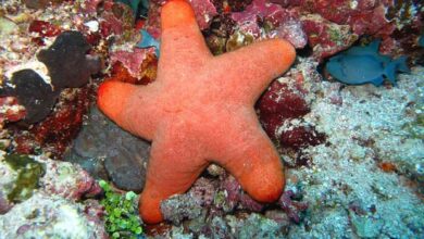 Berikut Penjelasan Cara Berkembang Biak Bintang Laut