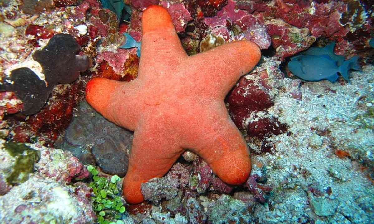 Berikut Penjelasan Cara Berkembang Biak Bintang Laut