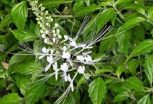 6 Manfaat Daun Kumis Kucing, Bisa Jadi Obat Diet Alami!