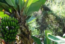 Cara Berkembang Biak Pohon Pisang