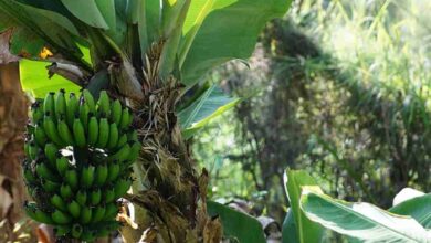 Cara Berkembang Biak Pohon Pisang