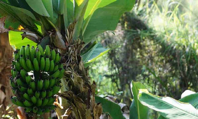 Cara Berkembang Biak Pohon Pisang