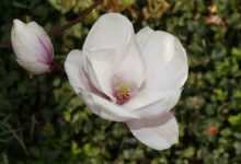 Contoh Flora Indonesia Bagian Barat, Tengah, dan Timur